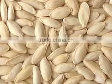 Pumpkin Seeds Factory Price