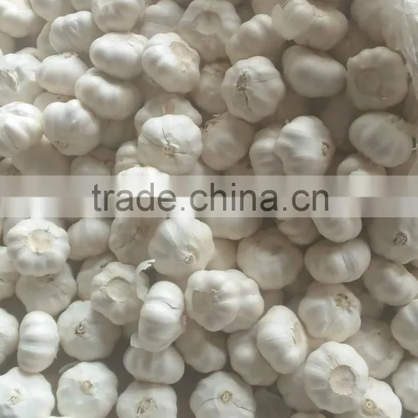 Chinese Pure White Garlic photo-4