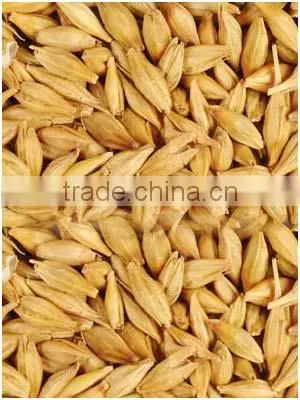 Barley