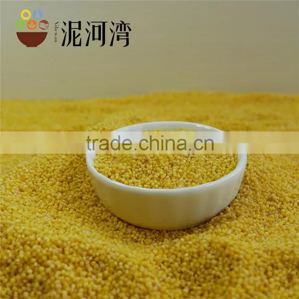 Yellow Millet Type of 8311 2015crop Nice Price photo-5
