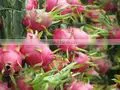 VIETNAM PITAYA FRUIT
