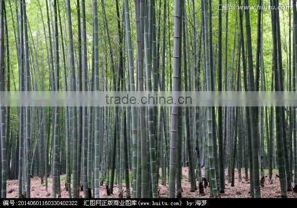 Nature Dried Bamboo Pole Diameter 2-10cm Height 6m for Sale photo-4