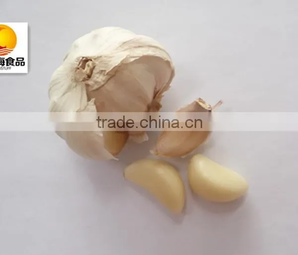China Size 4.5-6.0cm Natural Garlic