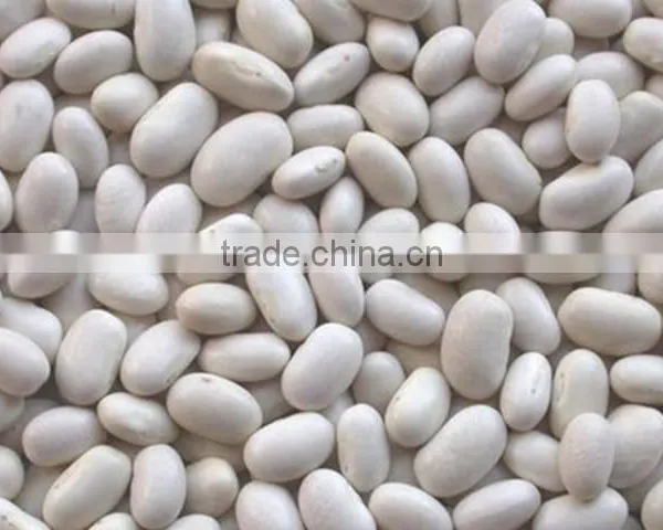 White Kidney Bean From Vietnam for Sale