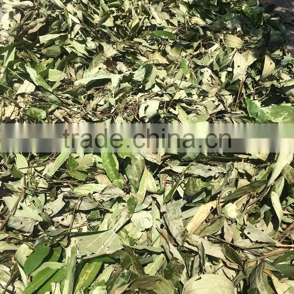 Bay Leaf photo-4
