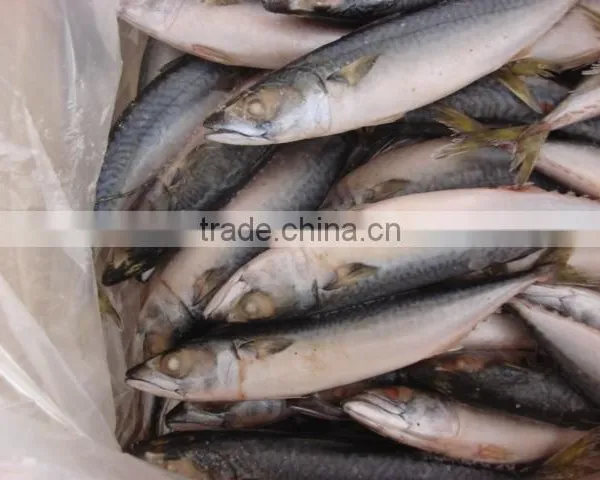 Whole Round Frozen Pacific Mackerel150-200g photo-3