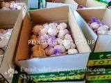 New Crop 4.5cm Normal White Fresh Garlic In 10 kg Box Packing photo-2