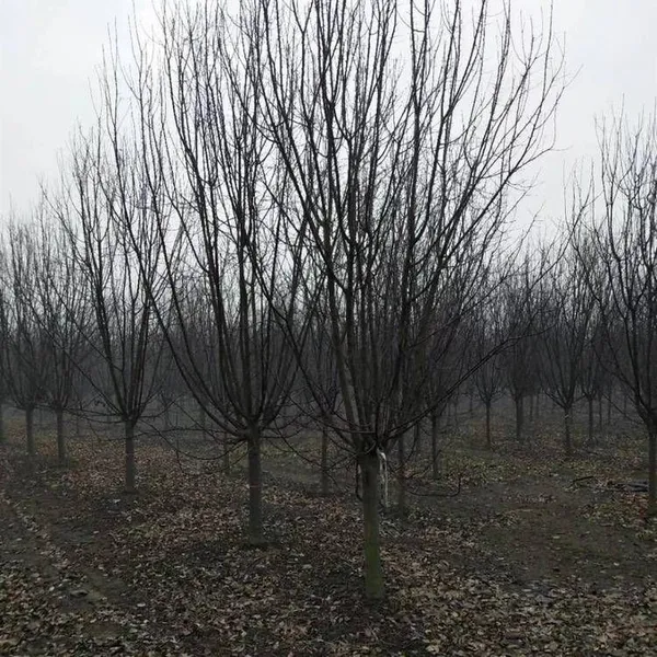Prices of Sichuan North American Crabapples, Quotation List From the Base, Manufacturers and Wholesalers photo-4