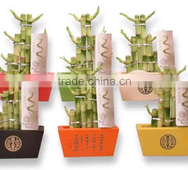 Tier Step Stair Lucky Bamboo Air Bonsai Tree Dracaena Sanderiana Indoor Ornamental Aquatic Plants Nursery Garden Decoration photo-3
