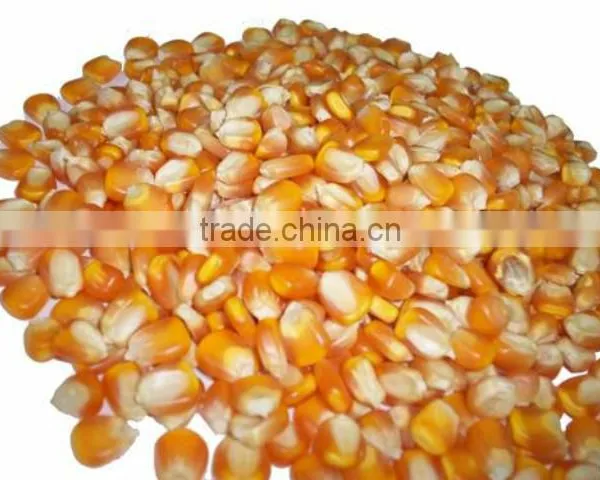 Yellow Corn