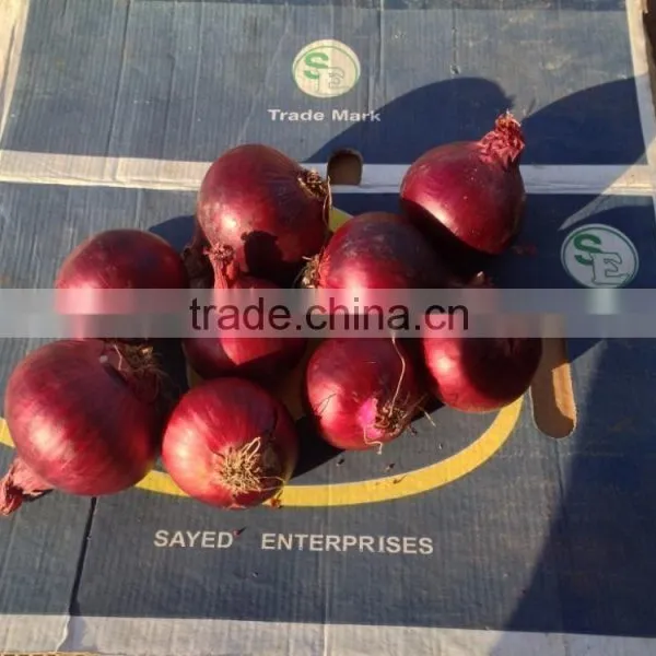 Fresh Red Yellow Onion for Export photo-5