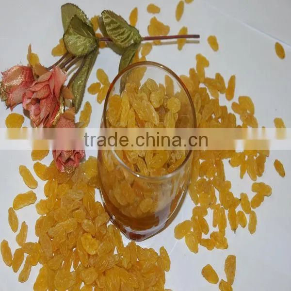 Kingland Sun Dry Gold Raisin for Sale