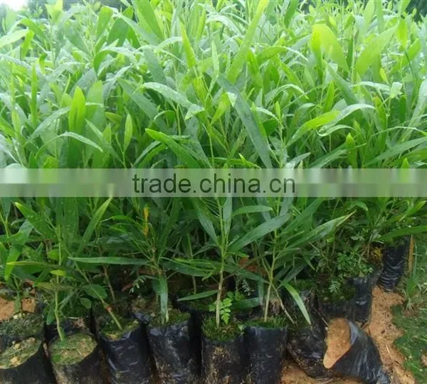 Acacia Confusa Seedling photo-2