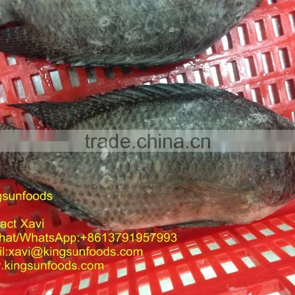 Whole Sale Farm Raising Frozen Tilapia Fish photo-3