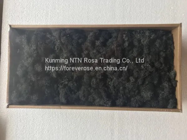 Preserved Forest Moss for Hotel or Office Decoration