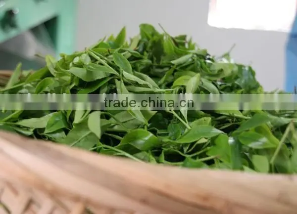 High Efficient Automatic Green Leaves Microwave Dryer photo-2