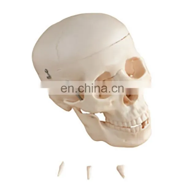 Factory Made MKR-104C Medical Anatomical Skull Model With Colored Bones photo-2