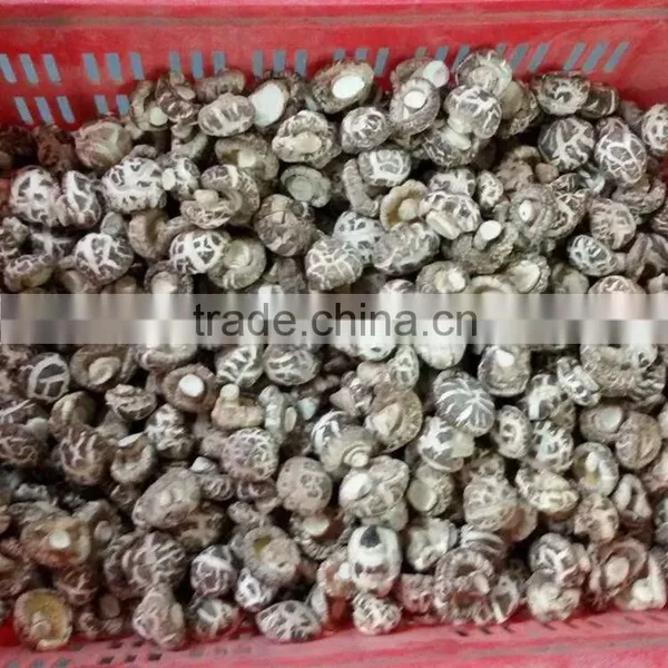 White Flower Dry Mushroom With FDA photo-3