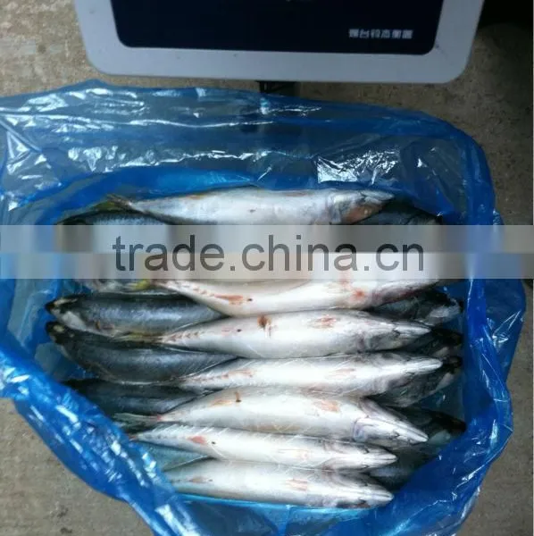 200-300G Sea Frozen Pacific Mackerel photo-2