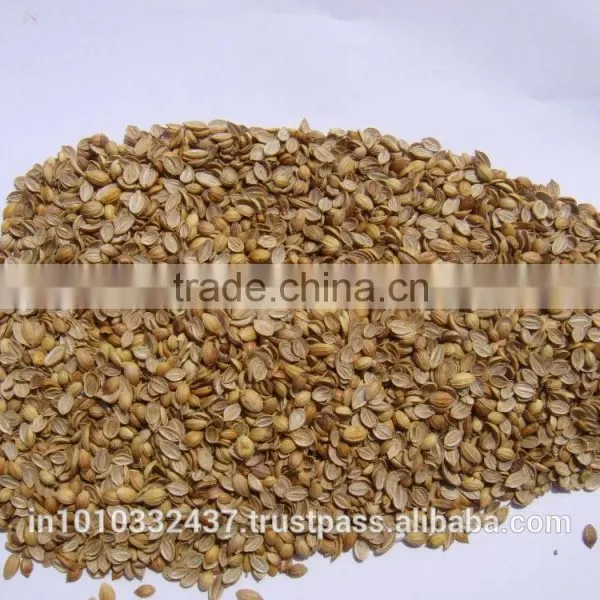 Coriander Splits photo-3