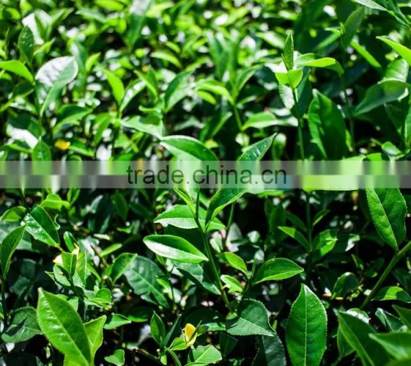 High Quality Tea and Compitive Price Green Tea SP2 photo-6