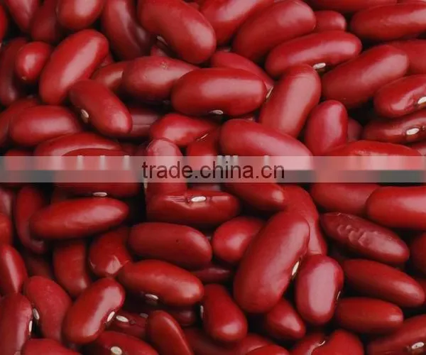 British Type Red Kidney Beans photo-2