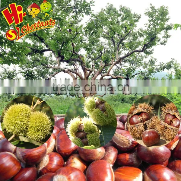 IQF Chestnuts From China Grade C Peeled Chestnuts photo-6