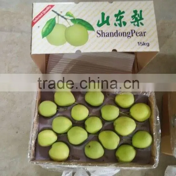 Shandong Pear photo-4