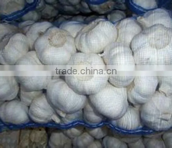 Pack in Mesh Bag or Carton Garlic photo-6