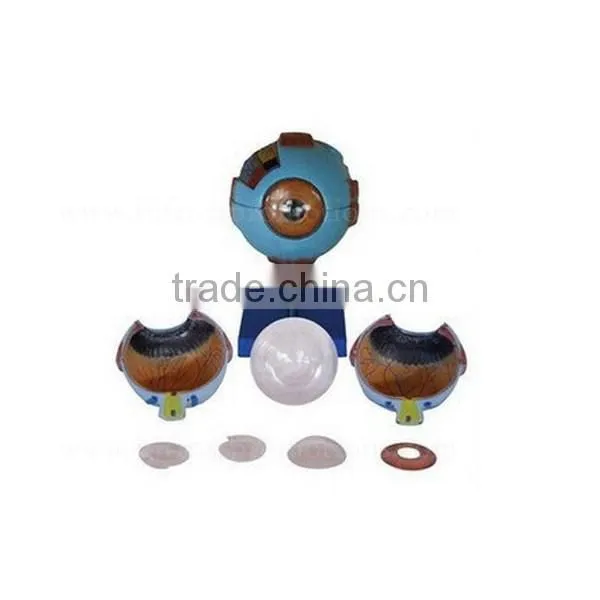 Vivid 6 Times Anatomical Organs Human Eye Model photo-2