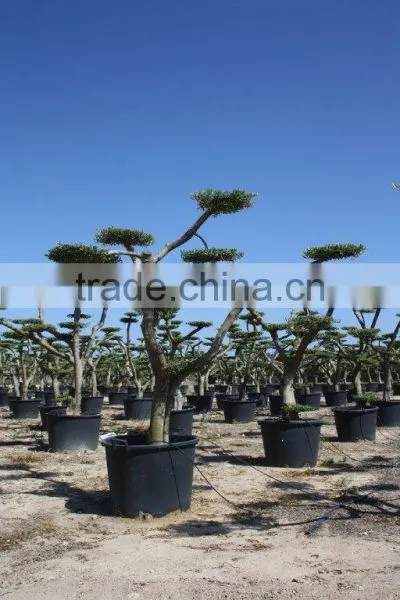 Olea Europaea "Pompon" Large Young Skin Trunk photo-2