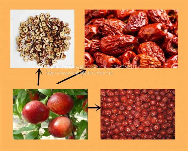 Red Date Jujube Dehydration Air Energy Dryer Machine photo-2