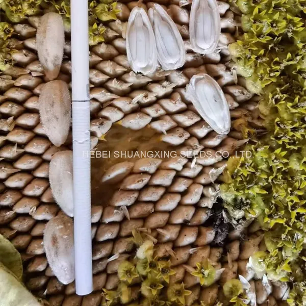 S1312 Hebei Shuangxing White Color Planting Sunflower Seeds photo-3