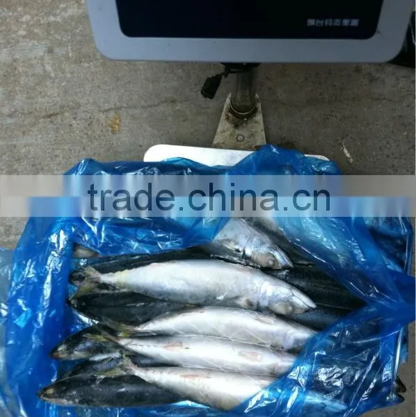200-300G Sea Frozen Pacific Mackerel photo-3