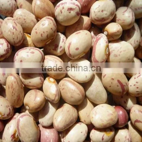 Light Speckled Kidney Beans