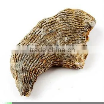 Yuanophyllum