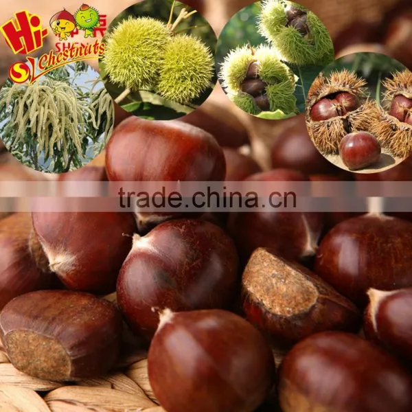 Chinese Chestnut photo-4