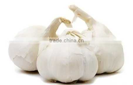 China Garlic Price 2016 photo-6