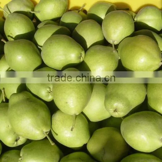 Fresh Early su Pear With Best Price by Whole Sale