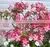Adenium Obesum Seeds photo-2
