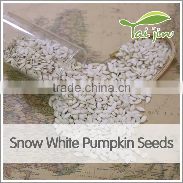 Cheap Price Snow White Pumpkin Seed Export photo-2