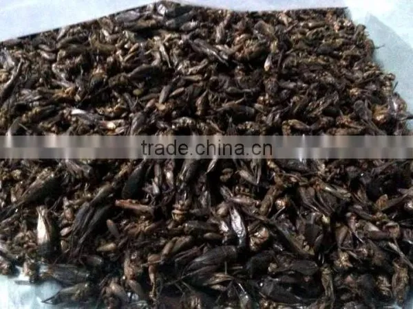 Freeze Dried Crickets, Bird & Reptiles Pet Food photo-3