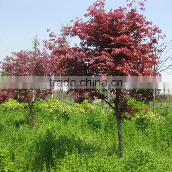 Acer Palmatum photo-2