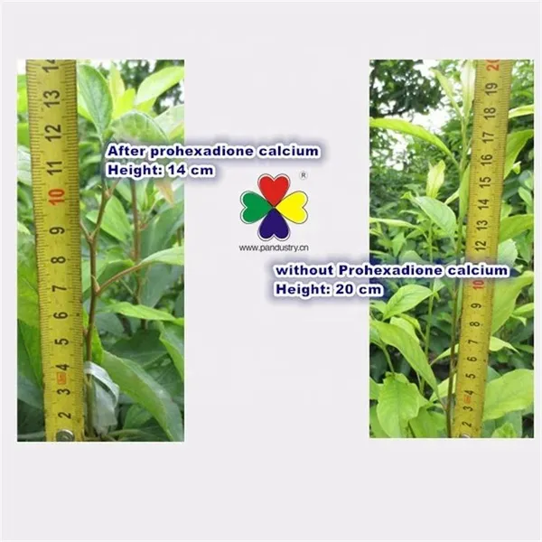 Good Quality Prohexadione Calcium 20%WDG Plant Growth Regulator for Sale photo-2