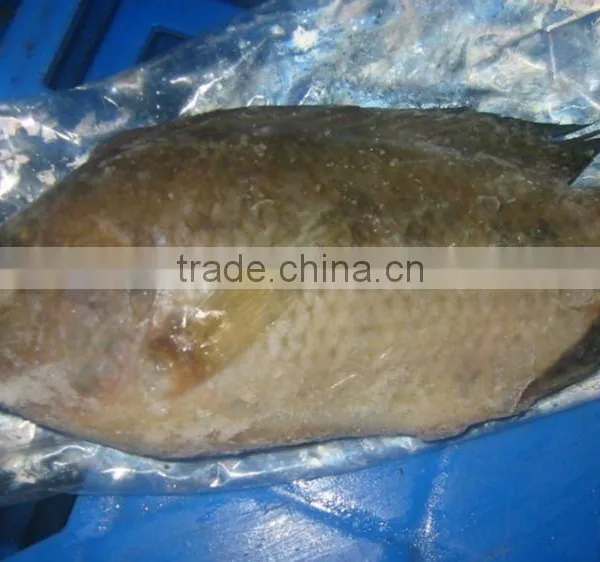 Tilapia