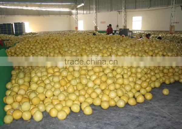 Chinese Low Price Fresh Pomelo Honey Pomelo Juicy Pomelo With High Quality photo-3