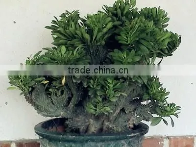 Euphorbia Neriifolia L. Var. Cristata Bonsai, Pot Plant, Succulent Plant photo-3