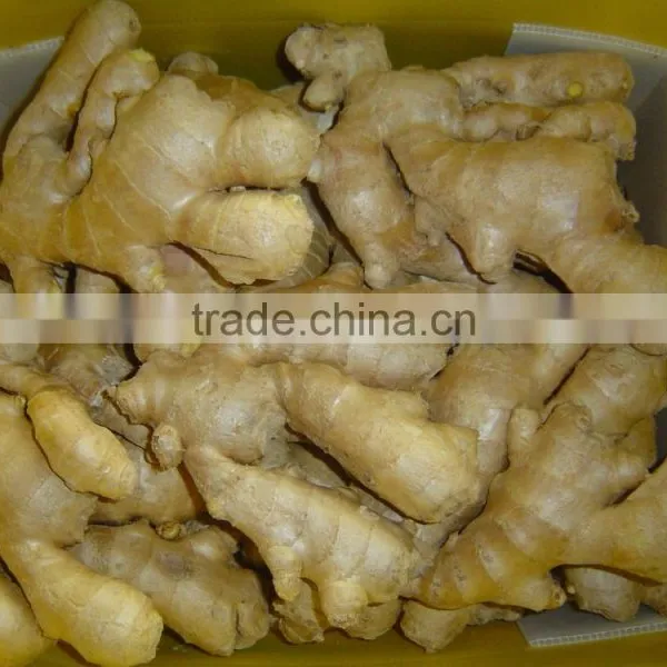 Good Quality Chinese Organic Ginger photo-3