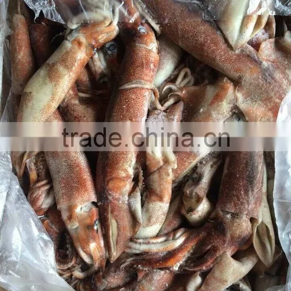 Top Quality Frozen Squid Todarodes Pacificus Frozen on Vessel With Best Freshness photo-2