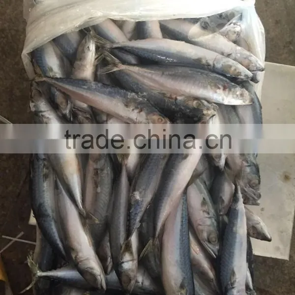 80-150g Frozen Pacific Mackerel for Canning photo-5